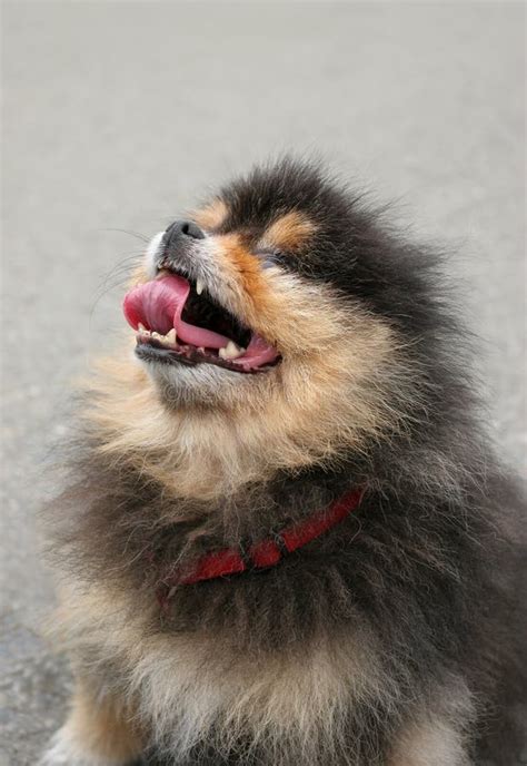 Crazy Dog stock image. Image of breed, animal, tongue - 2033739