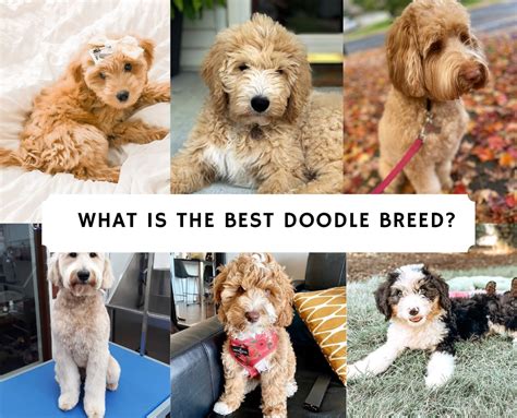 What is the Best Doodle Breed? Top 6 Picks! (2024) - We Love Doodles