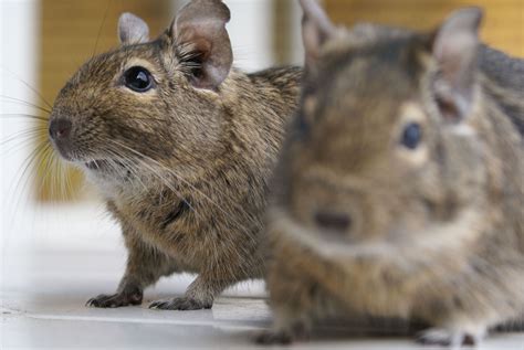 Yep I want two Degus. Decided. Done. As soon as I move out of my ...