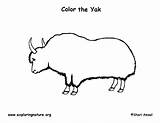 Yak Coloring Page sketch template