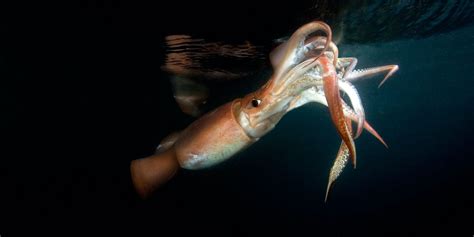 Are Humboldt Squid Aggressive? - American Oceans