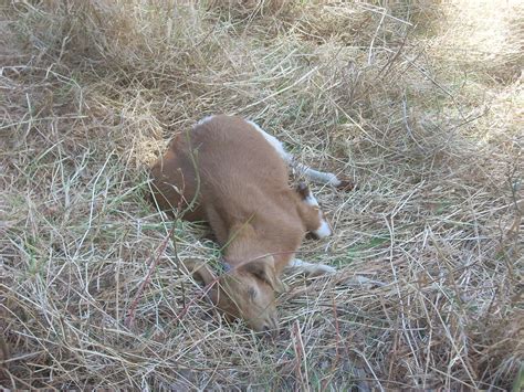 Sleeping goat | A goat kid sleeps on the job like a city wor… | Flickr