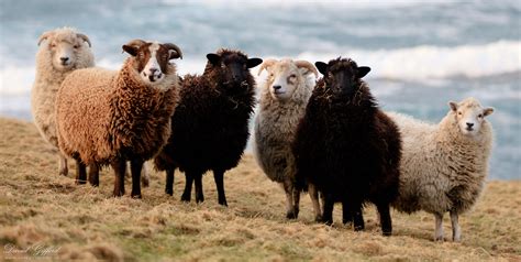 Shetland Sheep Wool Colours | David Gifford Photography