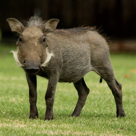 Seriously, how cute is this?? | Baby Warthog | LieselRose | Flickr