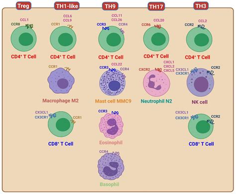 Biomedicines | Free Full-Text | Interplay of Chemokines Receptors, Toll ...