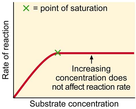 Rate Of Enzyme Activity Graph