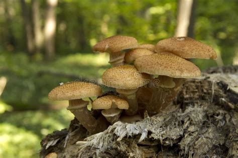 Edible Mushrooms in the Forest Stock Photo - Image of poisonous, moss: 26795692