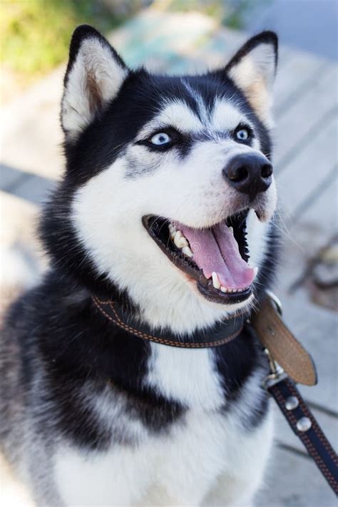 Siberian Black And White Husky Dog With Blue Eyes Stock Photo - Image ...