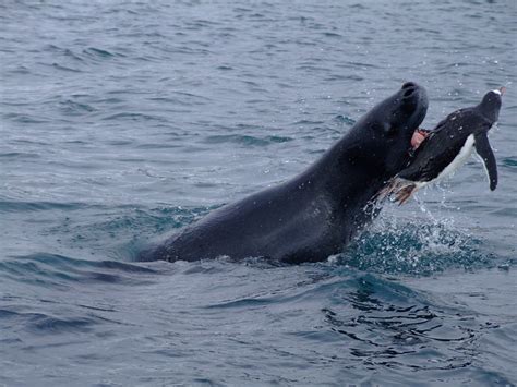 Leopard Seal Eating A Gentoo Penguin | Flickr - Photo Sharing!