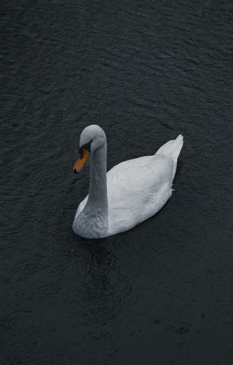 White Swan with Yellow Beak on Water · Free Stock Photo