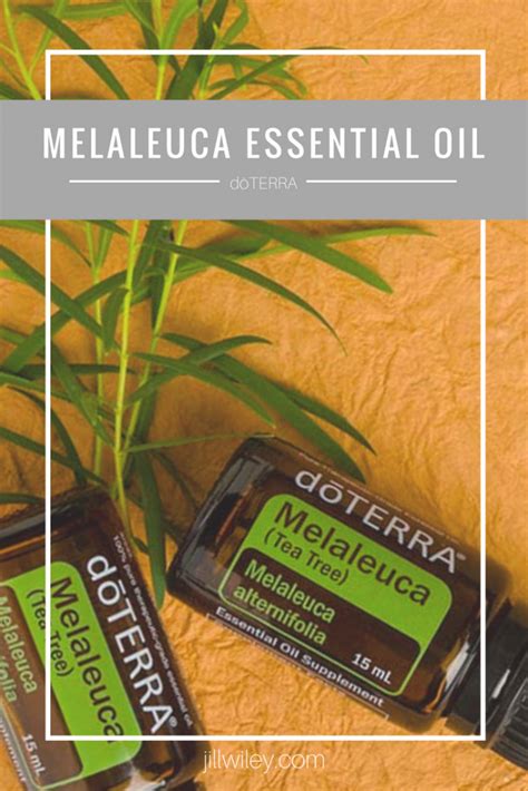 Melaleuca Essential Oil • Jill Wiley