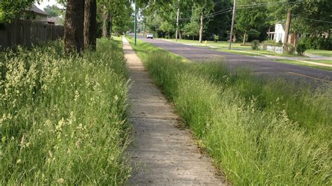 Overgrown weeds, grass can stir city action