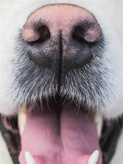 5 Crusty Dog Nose Causes From Least To Most Serious - PupVine