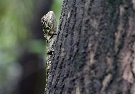 Olive Tree Runner Lizard (Tropidurus Plica plica) | At GPS: … | Flickr