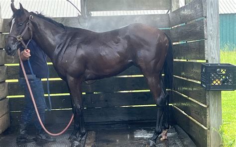 Do Horses Need Baths? 7 Tips For Washing Your Horse.