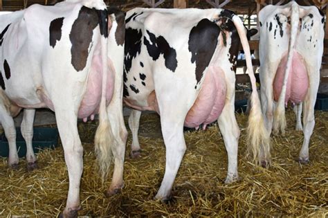 Dairy cow nutrition and mastitis - Dairy Global