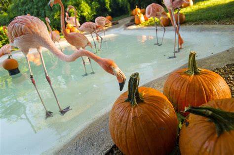 Flamingos and Pumpkins: A Florida Fall - Kim and Carrie