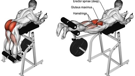 Reverse Hyperextension for Building Bigger Glutes - GymGuider.com