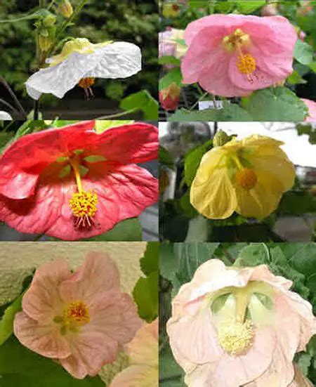 Abutilon (Flowering Maple)