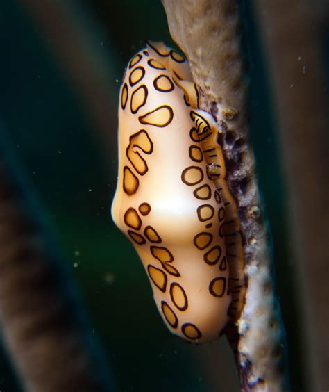 Flamingo Tongue Snail (Cyphoma gibbosum) - ANGARI Foundation