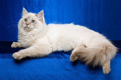 Blue Point Ragdoll Cat: Pictures, Facts, Origin & History | Hepper