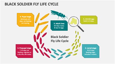 Black Soldier Fly Life Cycle PowerPoint Presentation Slides - PPT Template