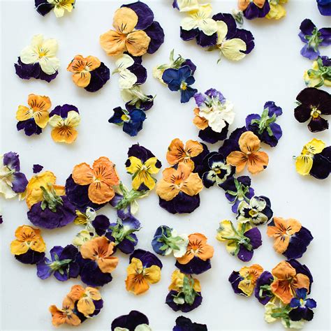 Edible Violas - The Green Head