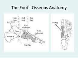 First Ray - Physiopedia