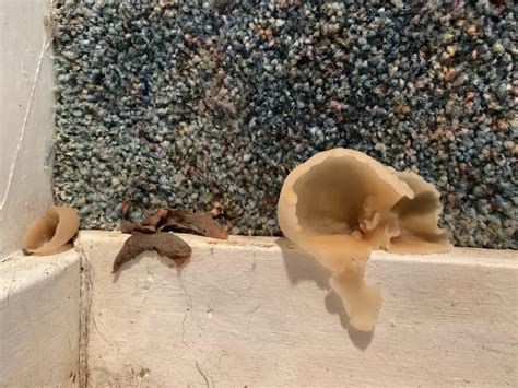 What’s stranger! The mushroom growing in the bathroom, or the carpet in ...