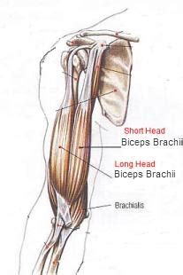 How to Hit Your Biceps Long Head & Short Head Muscle? | Exercise Biology