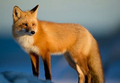 Red Fox Habitat