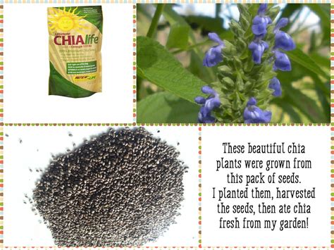 How I Grow and Harvest Organic Chia Seeds - Dengarden