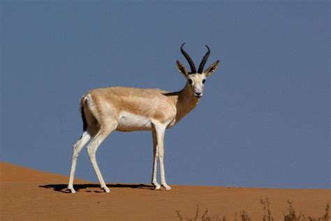 Goitered gazelle | Gazelle, Artiodactyla, Surviving in the wild