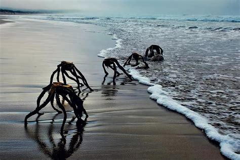 Huge “Sea Spiders” Walking on the Beach - Quiet Bay, South Africa. Photo by Jan Vorster. : r/nope