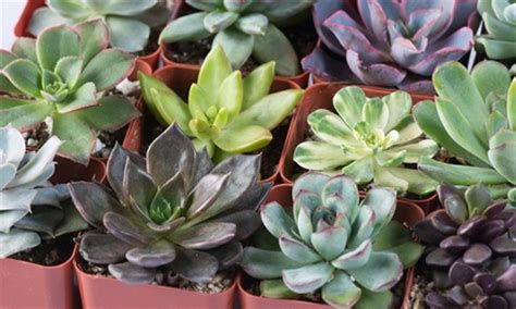 Up To 42% Off on Succulent Plants (9- or 12-Pack) | Groupon Goods