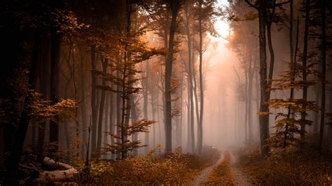 «forest path» HD Wallpapers