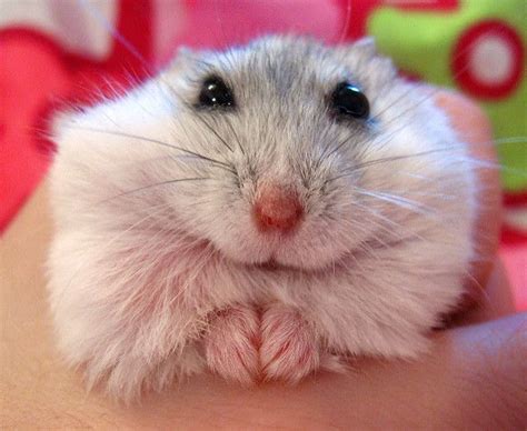 Pin by Cheyenne Bailey on Hamsters | Cute hamsters, Hamster, Smiling ...