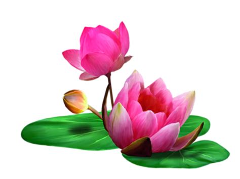 Lotus Clip art - lotus png download - 980*733 - Free Transparent Lotus png Download. - Clip Art ...