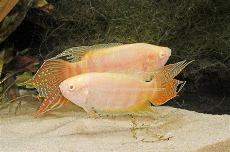 Macropodus opercularis - Google Search | Zoetwateraquarium, Cichliden, Aquarium