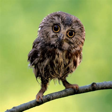 Ranking The 8 Most Adorable Species Of Owl | TheSlicedPan.com