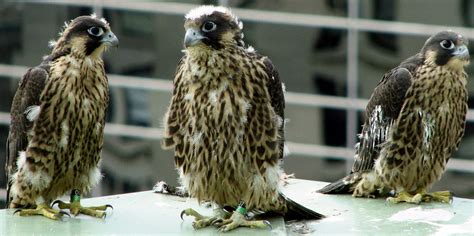 Peregrine Falcon