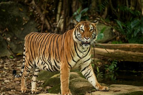 Big Cat 411: All About The Malayan Tiger