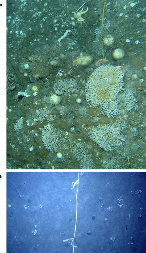 (a) Representative photo of the sponge habitat at Cape Armitage at 45 m... | Download Scientific ...