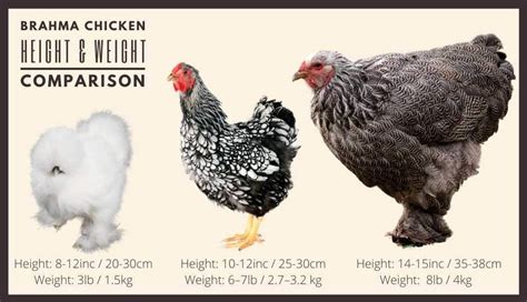 Brahma Chicken: The Most Comprehensive Guide to this Giant Breed in 2021 | Brahma chicken, Light ...