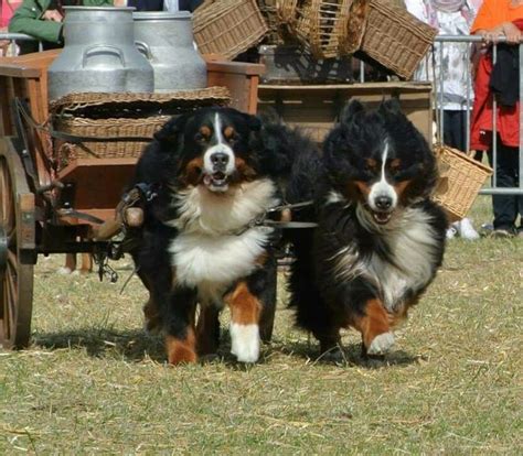 Berners pulling a milk cart and still smiling! | Bermese mountain dog, Mountain dogs, Big dogs