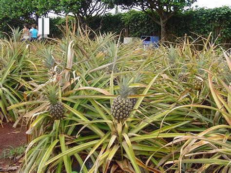 Crumpet Moves to Paradise: Dole Pineapple Plantation