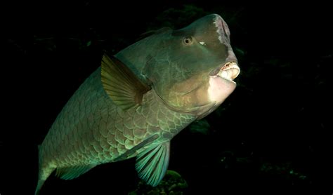 Green humphead parrotfish facts, distribution & population | BioDB