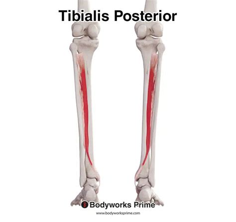 Tibialis Posterior Origin And Insertion