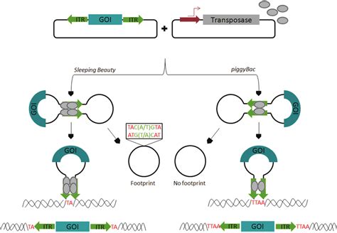 Schematic representation of the two-component DNA transposon-based gene ...