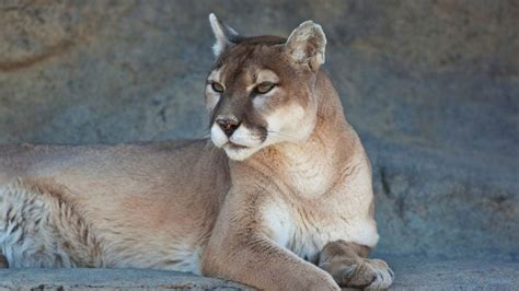 The Traveler's Guide to Zion National Park Wildlife